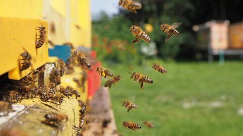 Mehrere Bienen im Landeanflug auf ihren Bienenkasten.
