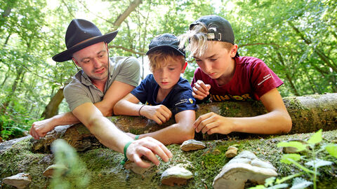 EIn Ranger und zwei Junior Rangers begutachten Pilze auf einem Baumstamm.